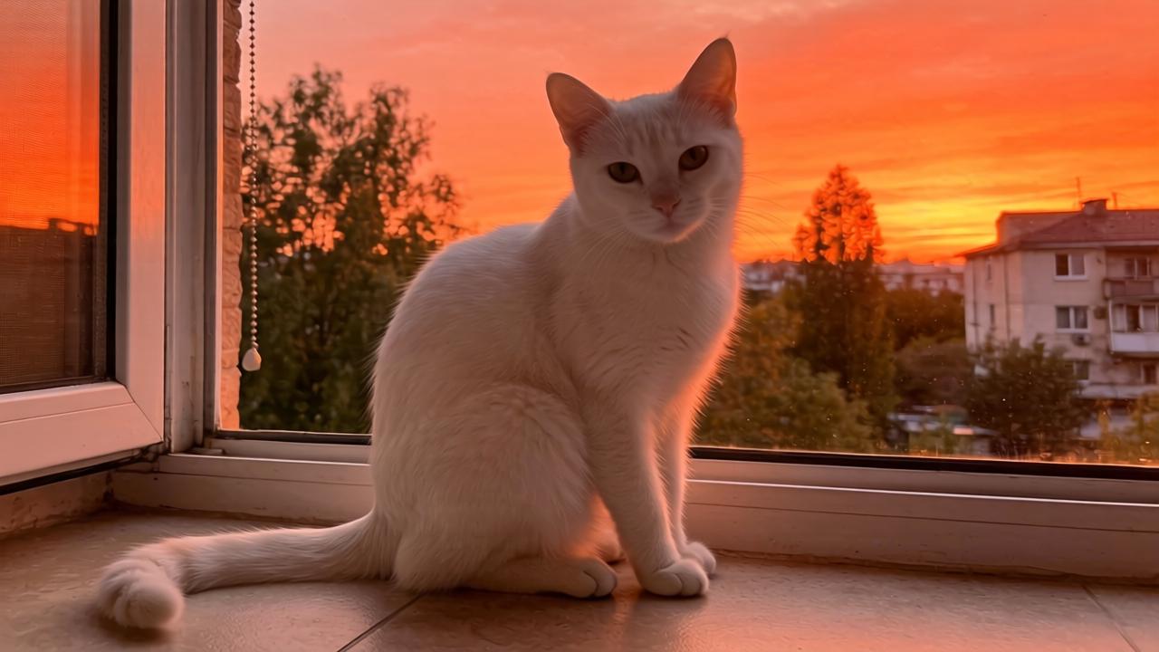 一批新规8月施行 将影响你我生活 涉及应急救援保障、税费征管服务、养老服务行业标准等第一张图