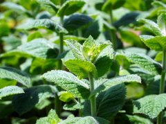 中医实火虚火如何区分 上班族学生老人上火调理全攻略