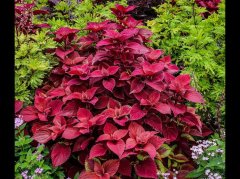 紫苏与菖蒲药用功效全解析，解表散寒开窍益智的正确使用方法