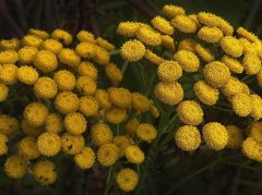 菊花冰糖水能降火吗？解析适用类型和饮用误区