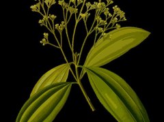 决明子功效与禁忌详解：生品炒品差异及正确使用方法