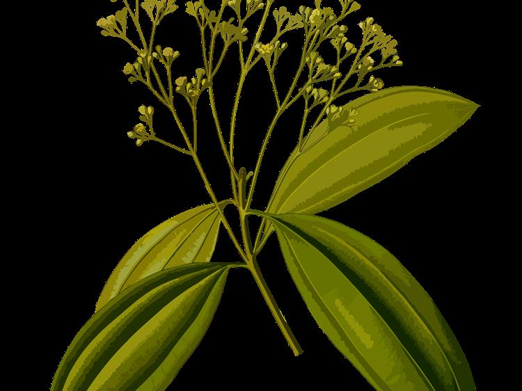 决明子怎么用才安全？功效、禁忌一文说清