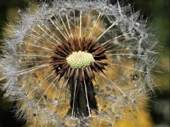 蒲公英清热解毒功效解析及正确使用方法指南