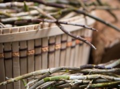 石斛西洋参汤的功效作用与正确饮用方法详解