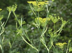 小茴香子缓解痛经有效吗？散寒止痛的正确用法与禁忌