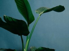 后脑白发伴浑身无力非正常衰老，四大病因需警惕及时调理