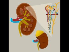 脾肾不足型虚实夹杂证的症状识别与科学调理方案