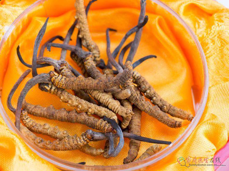 冬虫夏草泡茶怎么喝？4步正确方法+注意点