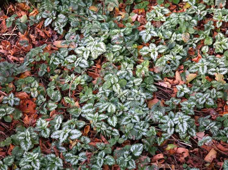 刺蒺藜使用指南：功效、误区与安全提示