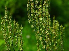 虎杖根的功效与禁忌详解：利湿退黄清热解毒的安全使用指南