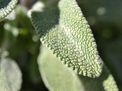 乳香丹参川芎能一起泡水吗？科学搭配与安全饮用指南