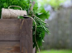 西洋参配麦冬益气养阴调理气阴两虚