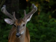 鹿茸调理神经衰弱需精准辨证与规范使用