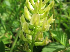 安神养血口服液调理气血两虚型贫血的核心作用及规范使用要点