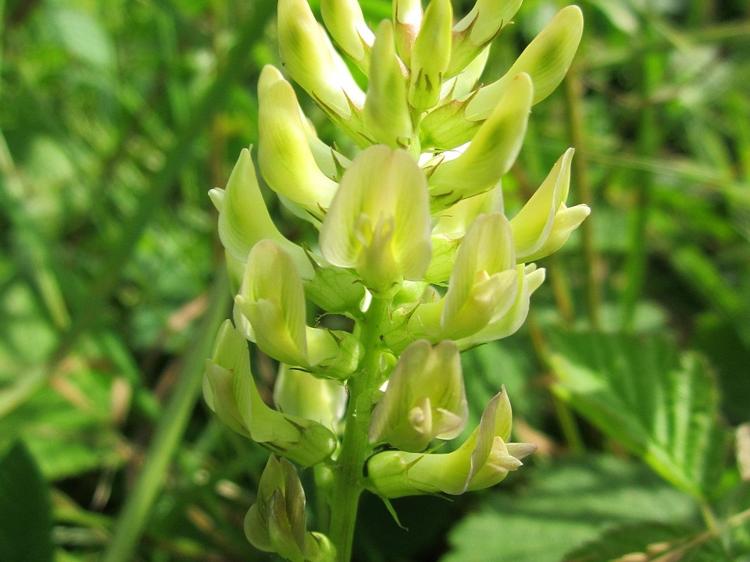 安神养血口服液改善贫血:作用、用法与避坑指南