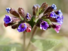 肺心草种类不清用药需谨慎