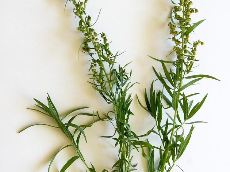 艾蒿煮鸡蛋真的有益吗？一文说清功效与禁忌