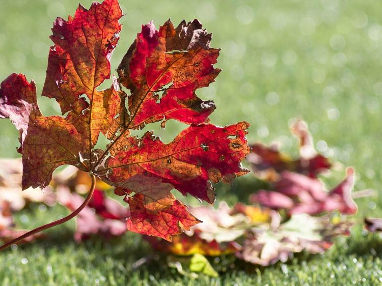 鸡血藤调理血虚萎黄：养血活血助你改善面色乏力