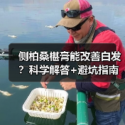 侧柏桑椹膏能改善白发?科学解答+避坑指南(图4) 侧柏桑椹膏能改善白发?科学解答+避坑指南(图4)