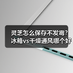灵芝怎么保存不发霉？冰箱vs干燥通风哪个好？（图1）