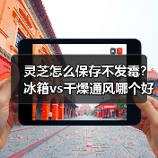 灵芝怎么保存不发霉？冰箱vs干燥通风哪个好？（图2）