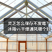 灵芝怎么保存不发霉？冰箱vs干燥通风哪个好？（图4）