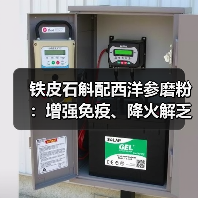 铁皮石斛配西洋参磨粉：增强免疫、降火解乏的正确打开方式（图4）