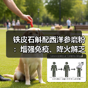 铁皮石斛配西洋参磨粉：增强免疫、降火解乏的正确打开方式（图3）