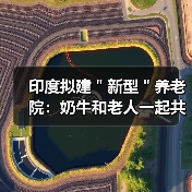 印度拟建"新型"养老院:奶牛和老人一起共度晚年(图2) 印度拟建"新型"养老院:奶牛和老人一起共度晚年(图2)