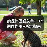 痰湿体质喝艾草：3个调理作用+避坑指南（图3）