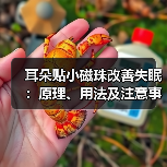 耳朵贴小磁珠改善失眠:原理、用法及注意事项(图3) 耳朵贴小磁珠改善失眠:原理、用法及注意事项(图3)
